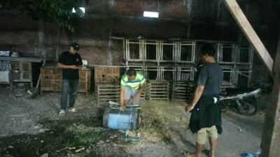 Viral di Media Sosial, Polsek Waru Tindak Bongkar & Musnahkan Arena Sabung Ayam