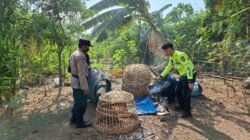 Viral di Sosial Media Judi Sabung Ayam, Polsek Waru Hanya Temukan Sisa-Sisa Bangunan & Perlengkapan 