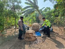 Viral di Sosial Media Judi Sabung Ayam, Polsek Waru Hanya Temukan Sisa-Sisa Bangunan & Perlengkapan 