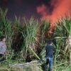 Polsek Wonoayu Bersama Warga Padamkan Kebakaran Lahan Tebu di Desa Popoh