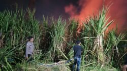 Polsek Wonoayu Bersama Warga Padamkan Kebakaran Lahan Tebu di Desa Popoh