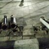 Kurir Temukan Pembongkar Besi Pembatas Trotoar di Sidoarjo, Laporan ke 110 Tak Kunjung Ditindaklanjuti