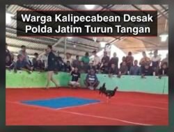 Judi Sabung Ayam Tetap Beroperasi di Candi: Diduga Ada Pembiaran, Warga Desak Polda Jatim Turun Tangan