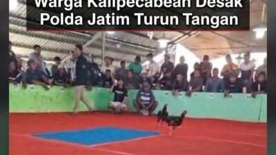 Judi Sabung Ayam Tetap Beroperasi di Candi: Diduga Ada Pembiaran, Warga Desak Polda Jatim Turun Tangan